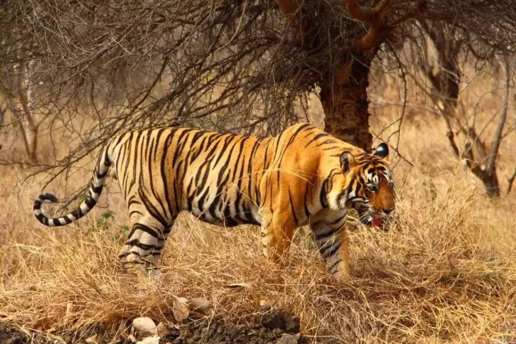 Ranthambore National Park Safari