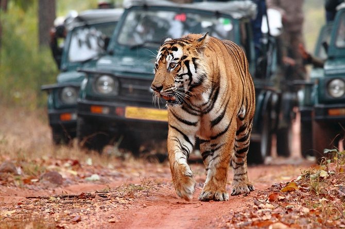 Private Jeep Safari Booking Ranthambore